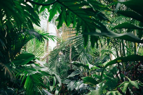 Plants in pots